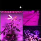 Kép 6/7 - Növény nevelő LED lámpa négyzetes (85-265V)